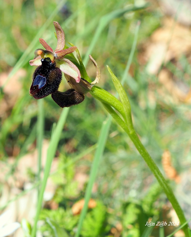 hmyzovník Ophrys bertoloniformis O. Danesch et E. Danesch
